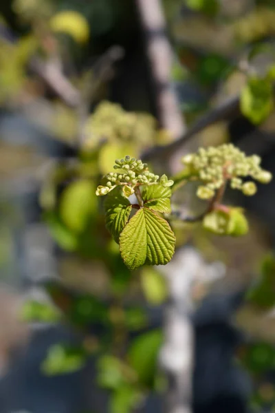 Japanese Snowball Shasta Branch Leaves Flower Buds Latin Name Viburnum — Zdjęcie stockowe