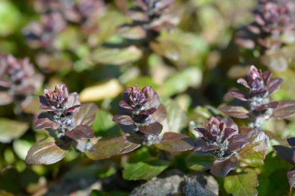 Bugle Multicolor Flower Buds Latin Name Ajuga Reptans Multicolor — Zdjęcie stockowe