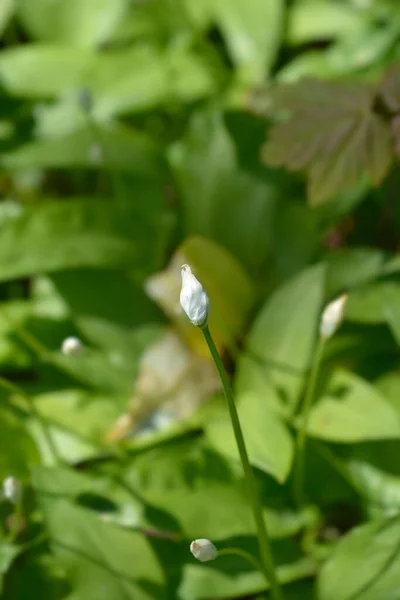 Бутон Белого Цветка Дикого Чеснока Латинское Название Allium Ursinum — стоковое фото