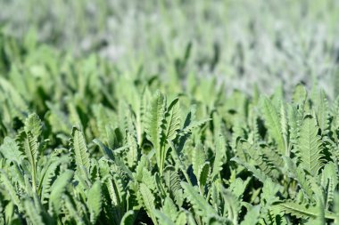 Pürüzlü Lavander Latince adı Lavandula Dentata