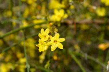 Yasemin, Latince adı Jasminum nudiflorum.