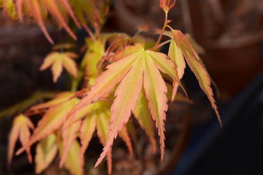 Katsura Japon akçaağacı Latince adı Acer palmatum Katsura 'dan ayrılıyor
