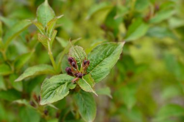 Weigela Bristol Ruby dark red flower buds - Latin name - Weigela florida Bristol Ruby