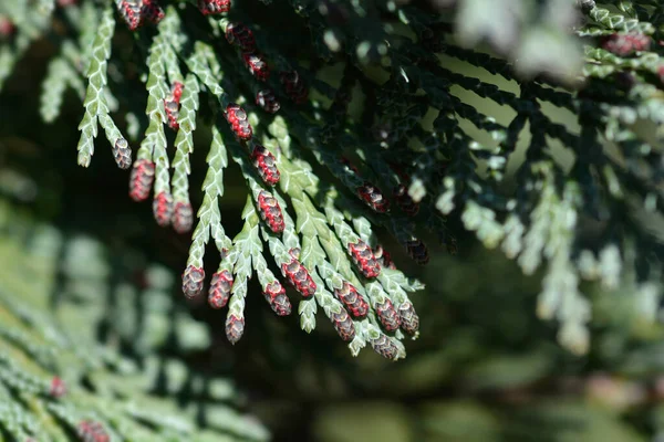 Lawsons Cypress Triomf Van Boskoop Branch Polen Cones Latin Name — Stock Photo, Image