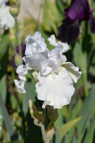 Tall Bearded Iris Madeira Belle Flowers Latin Name Iris Barbata — 스톡 사진