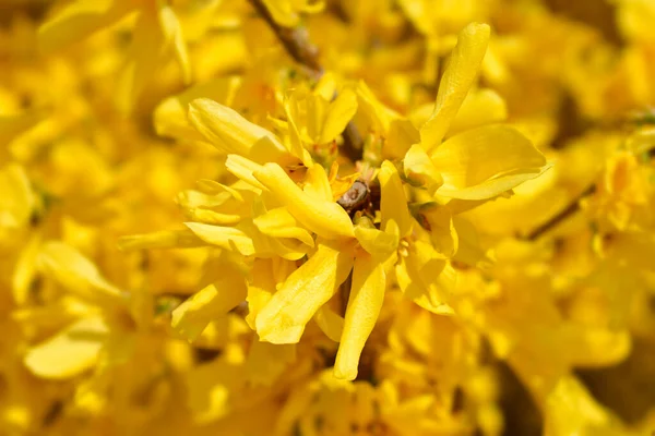 Плачущие Forsythia Желтые Цветы Латинское Название Forsythia Suspensa — стоковое фото