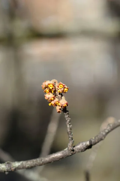 Japanese Witch Hazel Zuccariniana Flower Buds Latin Name Hamamelis Japonica — Stock Photo, Image