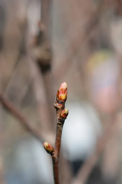 Sweet Cherry Regina Branch Buds Latin Name Prunus Avium Regina — Stock Photo, Image