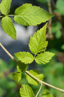 Yeşil yapraklı Blackberry Black Satin şubesi - Latince adı Rubus Black Satin