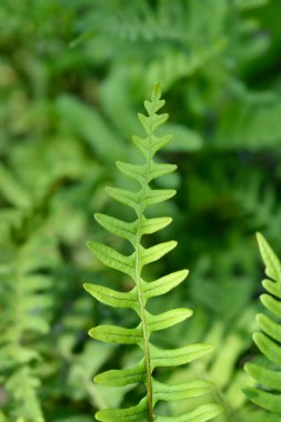 Common polyoidy leaves - Latin name - Polypodium vulgare