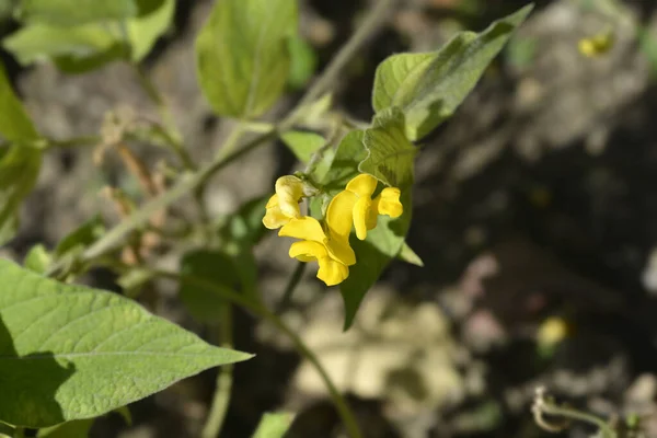 Black Gram Leaves Yellow Flowers Latin Name Vigna Mungo — Foto de Stock
