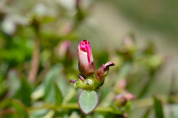 Sandía Punch Moss Rose Flor Brote Nombre Latino Portulaca Colorblast —  Fotos de Stock