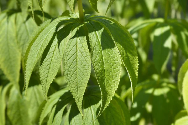 Endemic Veronicastrum Sakhalin Island Russia Leaves Latin Name Veronicastrum Sachalinense — Stock Photo, Image