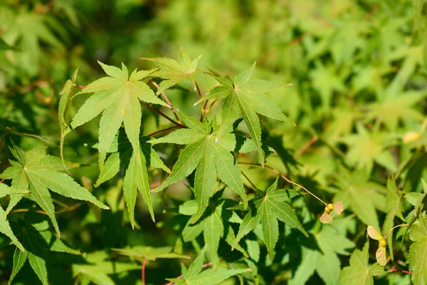 Feuilles Érable Japonaises Nom Latin Acer Palmatum — Photo