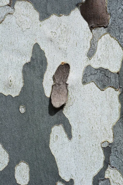 Лондонская Плоская Кора Латинское Название Platanus Hispanica Platanus Acerifolia — стоковое фото