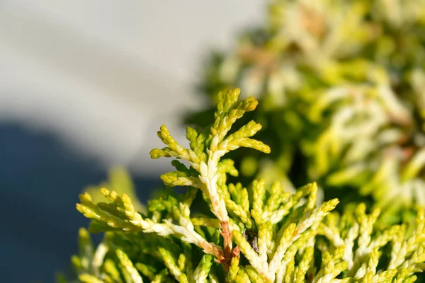 Hinoki Cypress Butterball Branch Latin Name Chamaecyparis Obtusa Butterball — Stock Photo, Image