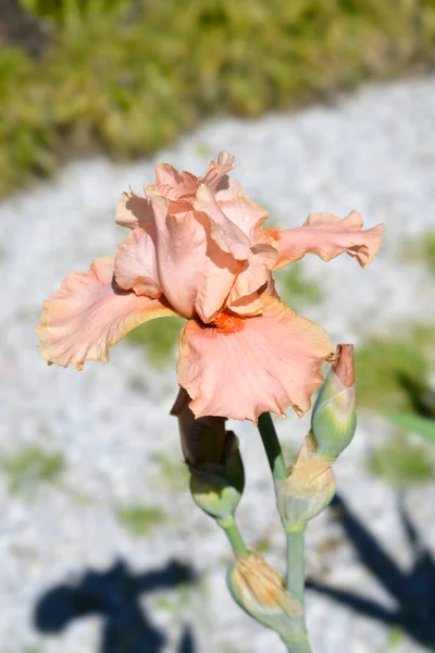 Tall bearded iris Far Corners flowers - Latin name - Iris barbata elatior Far Corners