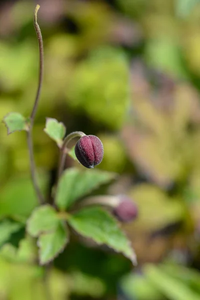 Japanese Anemone Praecox Pink Flower Bud Latin Name Anemone Hupehensis — Stockfoto