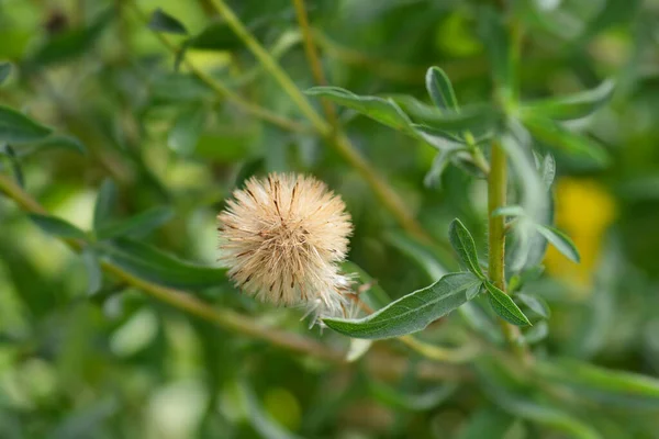 Lemonyellow False Goldenaster Seed Head Latin Name Heterotheca Camporum Var —  Fotos de Stock