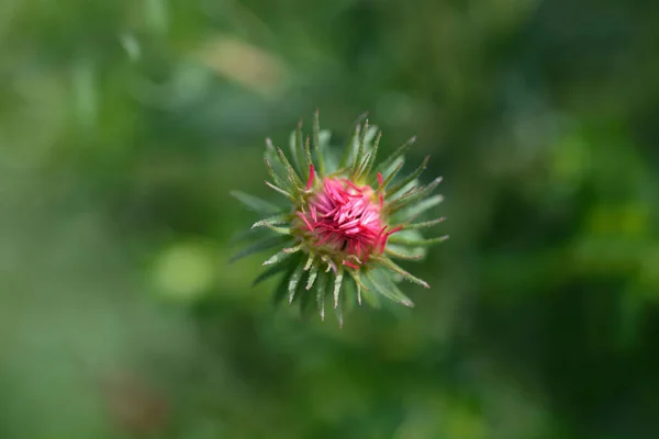 New England Aster Andenken Alma Potschke Flower Bud Latin Name — стокове фото