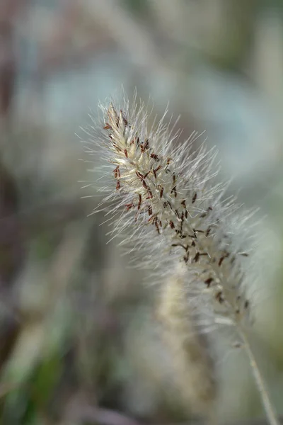 Fontaine Herbe Hameln Fleur Poilue Nom Latin Pennisetum Alopecuroides Hameln — Photo