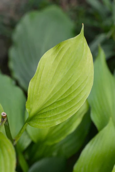 Liście Lilii Plantacyjnej Łacińska Nazwa Hybryda Hosta — Zdjęcie stockowe