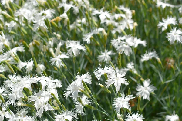 Pernaté Růžové Květy Latinský Název Dianthus Plumaris Subsp Praecox — Stock fotografie