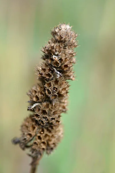 Common Hedgenettle Seed Pods Latin Name Stachys Officinalis — Stock Photo, Image