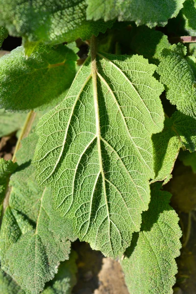 Clary Sage Vatican White Leaves Latin Name Salvia Sclarea Var — Stock Photo, Image