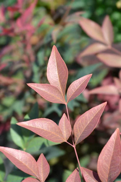 Heavenly Bamboo Obsessed Leaves Latin Name Nandina Domestica Obsessed — Stock Photo, Image