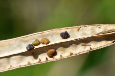 False lupine open brown seed pod with seeds - Latin name - Thermopsis lanceolata