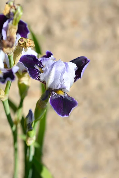 Miniature Tall Bearded Iris Consummation Flower Latin Name Iris Consummation — Stock Photo, Image