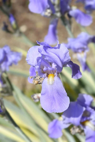 Variegated Dalmatian Iris Flower Latin Name Iris Pallida Variegata — Stock Photo, Image