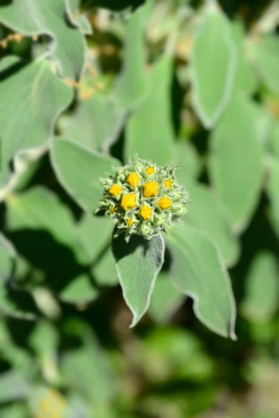 Bourgeon Fleur Jaune Sauge Jérusalem Nom Latin Phlomis Fruticosa — Photo