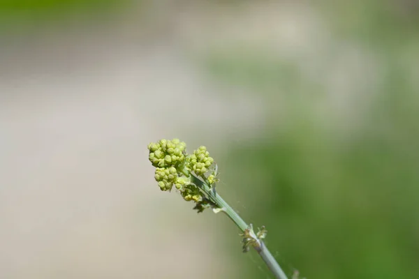 Żółta Łąka Pąki Kwiatowe Rue Łacińska Nazwa Thalictrum Flavum Subsp — Zdjęcie stockowe