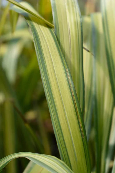 New Zealand Flax Leaves Latin Name Phormium Tenax — Stock Photo, Image