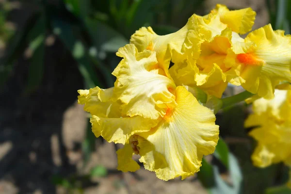 背の高いひげそりの虹彩ゴールデンルッフルズの花 ラテン名 アイリスBarata Elatiorゴールデンルッフルズ — ストック写真