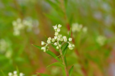 Doğulu pentorum çiçekleri - Latince adı - Penthorum chinense