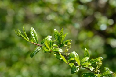 Japanese orixa branch with leaves and flowers - Latin name - Orixa japonica