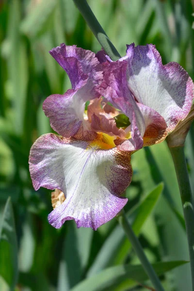 Tall Bearded Iris Decolletage Flower Latin Name Iris Barbata Elatior — 스톡 사진