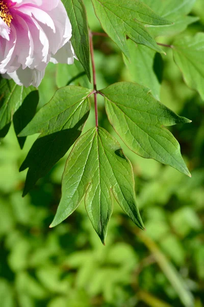 Tree Peony Leaves Latin Name Paeonia Suffruticosa — Photo