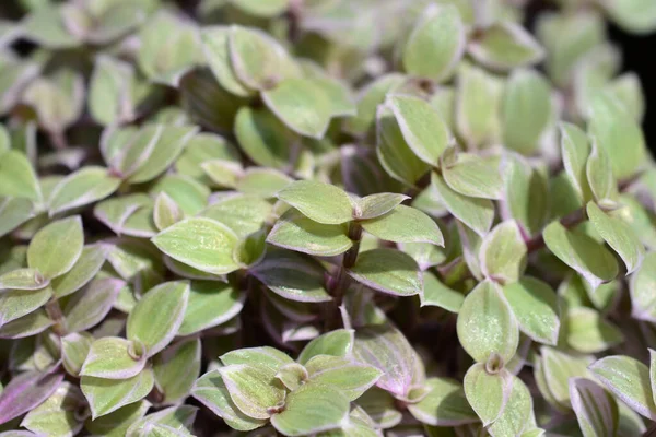 Creeping Inchplant Pink Lady Leaves Latin Name Callisia Repens Pink — стоковое фото