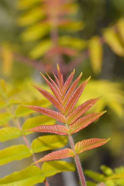 Staghorn Sumac New Leaves Latin Name Rhus Typhina — стокове фото