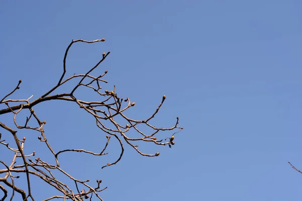 Red Horse Chestnut Branch Buds Blue Sky Latin Name Aesculus — Stockfoto