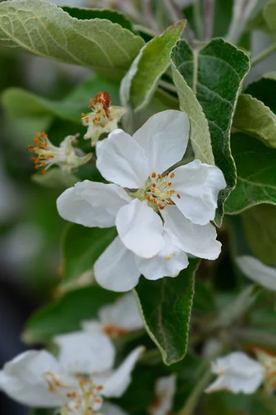 White Transparent Apple Branch Flowers Latin Name Malus Domestica White — Stock Photo, Image