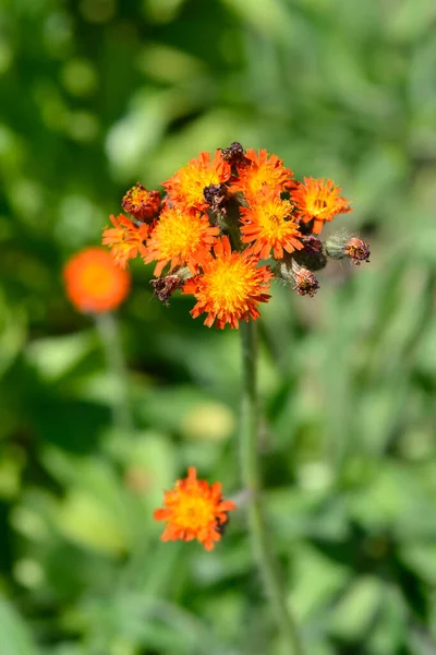 Апельсиновые Ястребиные Цветы Латинское Название Pilosella Aurantiaca — стоковое фото