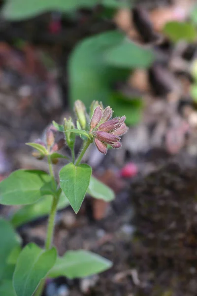 Rode Longwort Bloemknoppen Latijnse Naam Pulmonaria Rubra — Stockfoto