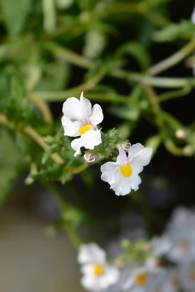 Nemesia White Yellow Flowers Latin Name Nemesia Hybrid — стоковое фото