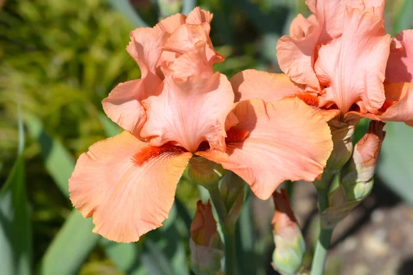 Wysoki Brodaty Tęczówka Dalekie Rogi Kwiaty Nazwa Łacińska Iris Barbata — Zdjęcie stockowe