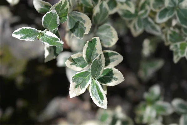 Hojas Variegadas Wintercreeper Nombre Latino Euonymus Fortunei Variegatus — Foto de Stock